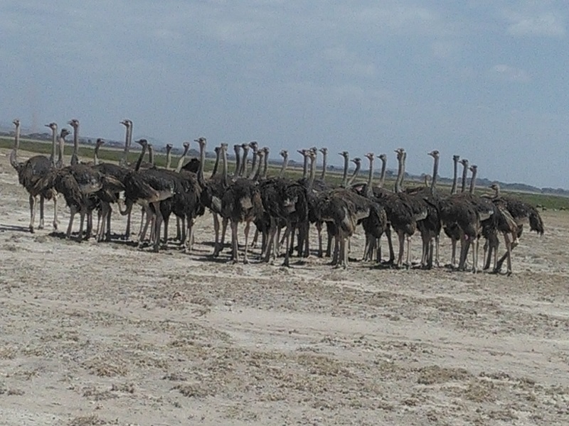 3 Days 2 Nights Masai Mara Balloon Combined Short Safari Itinerary Tour