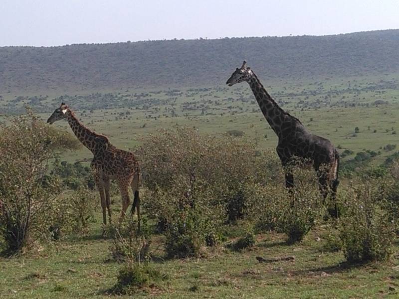 3 Days 2 Nights Masai Mara Balloon Combined Short Safari Itinerary Tour