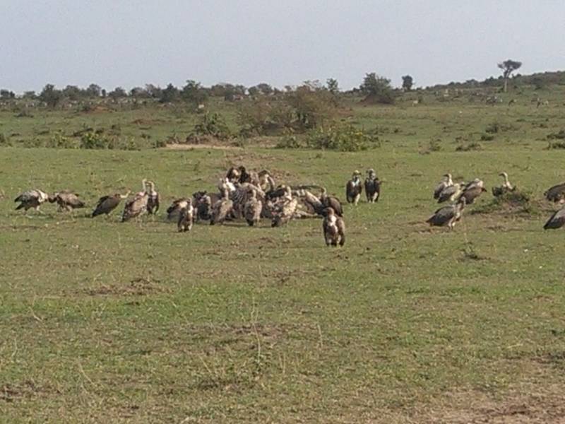 3 Days 2 Nights Masai Mara Balloon Combined Short Safari Itinerary Tour