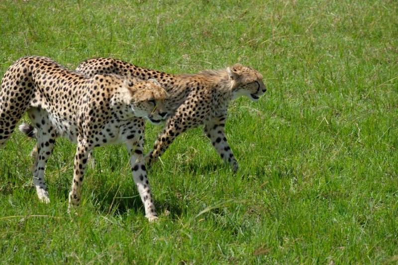 3 Days 2 Nights Masai Mara Balloon Combined Short Safari Itinerary Tour