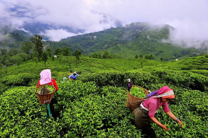 4 Days - Munnar & Thekkady Package