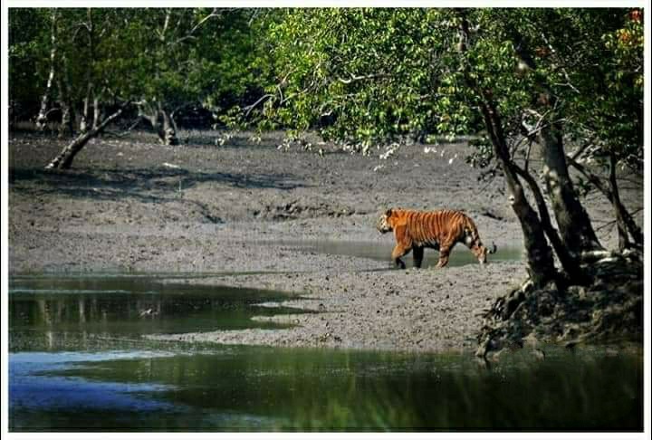 Sundarban Hilsa Festival 2019 Tour