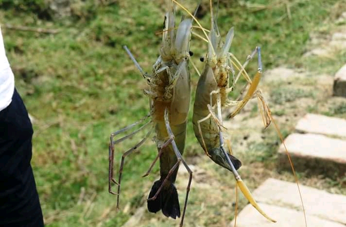 Sundarban Hilsa Festival 2019 Tour