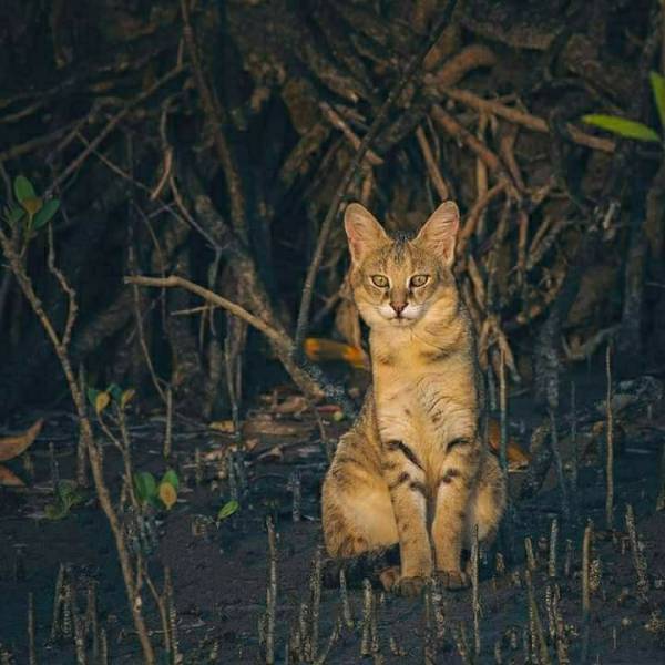 Sundarban Hilsa Festival 2019 Tour