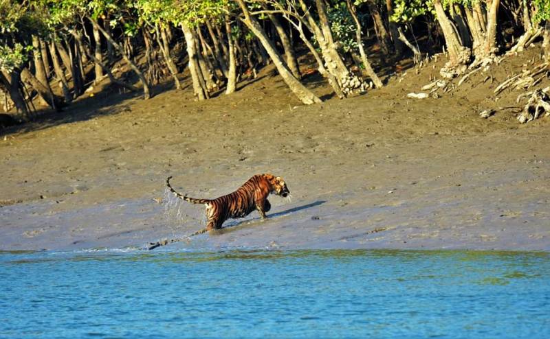 Sundarban Hilsa Festival 2019 Tour