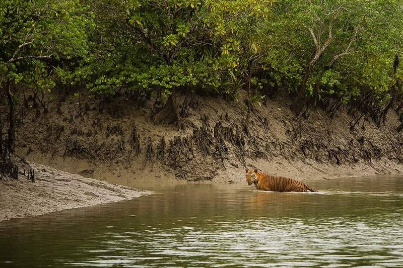 Sundarban Hilsa Festival 2019 Tour
