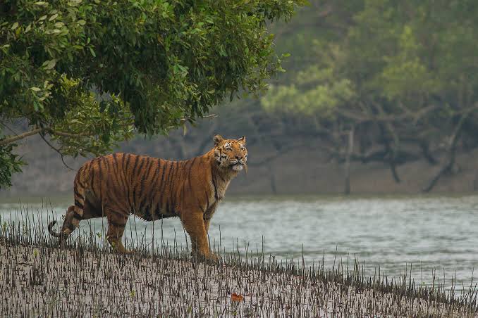 Sundarban Tour Package 2 Days