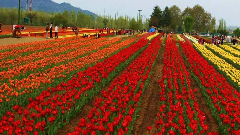 4 Nights 5 Days Tulip Festival Delight