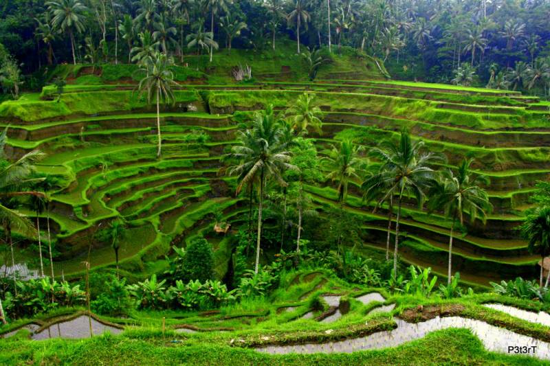 Bali Tour Package  5N   6D