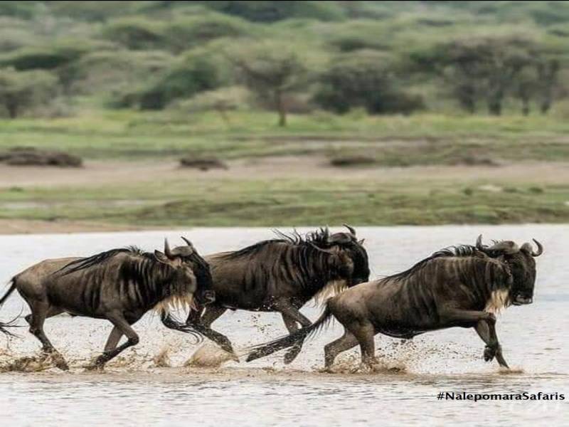 12 Days Kenya Safari Tour