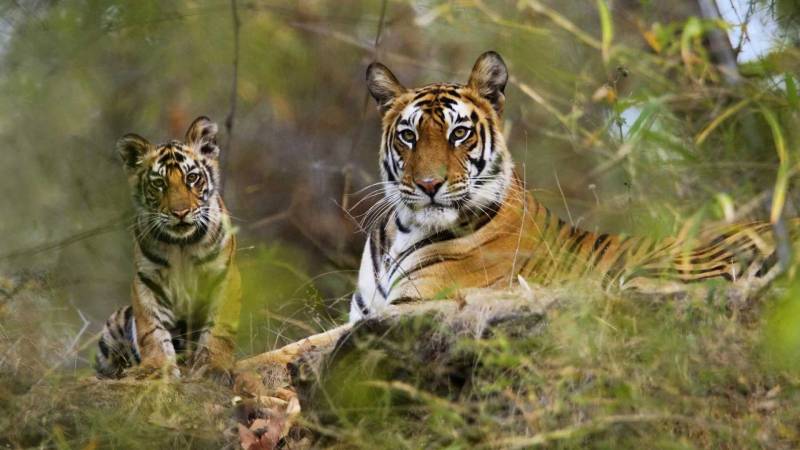 Odisha Wildlife Tours
