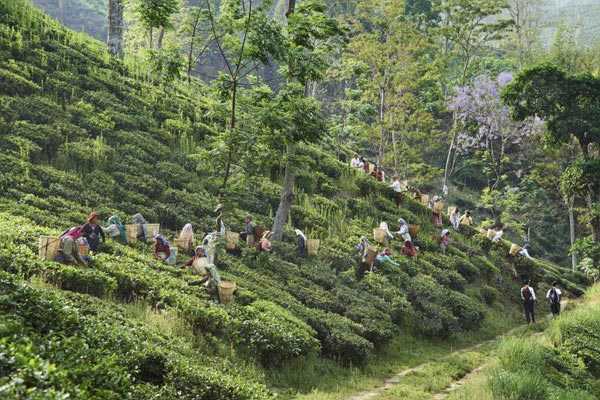 Darjeeling & Gangtok Tour
