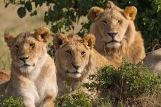 Short Escape to Gir Tour Image