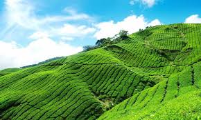 Nainital Kausani Ranikhet Tour 6 Days with Tamil Driver