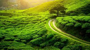 2 NIGHTS 3 DAYS IN OOTY TOUR