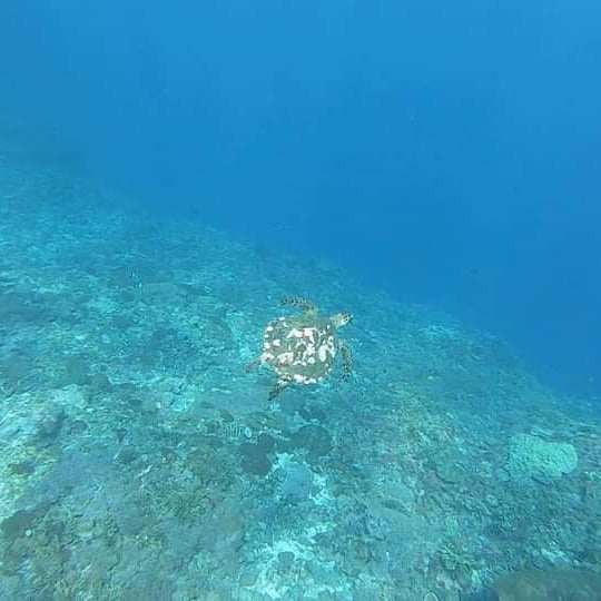 Snorkeling Tours in Nusa Penida