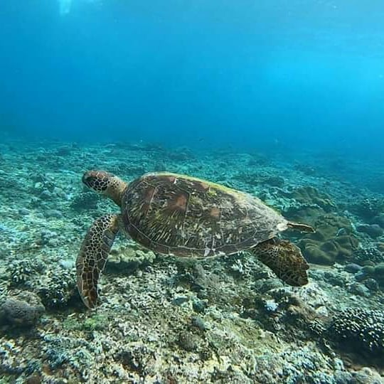 Snorkeling Tours in Nusa Penida