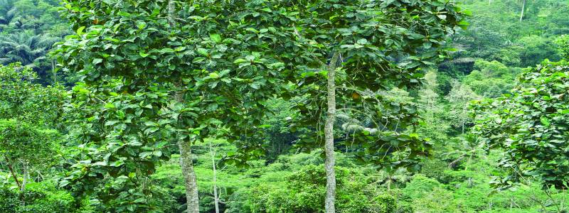 D'lekeleke Bamboo Villa - Mysty Jungle And Natural Tour