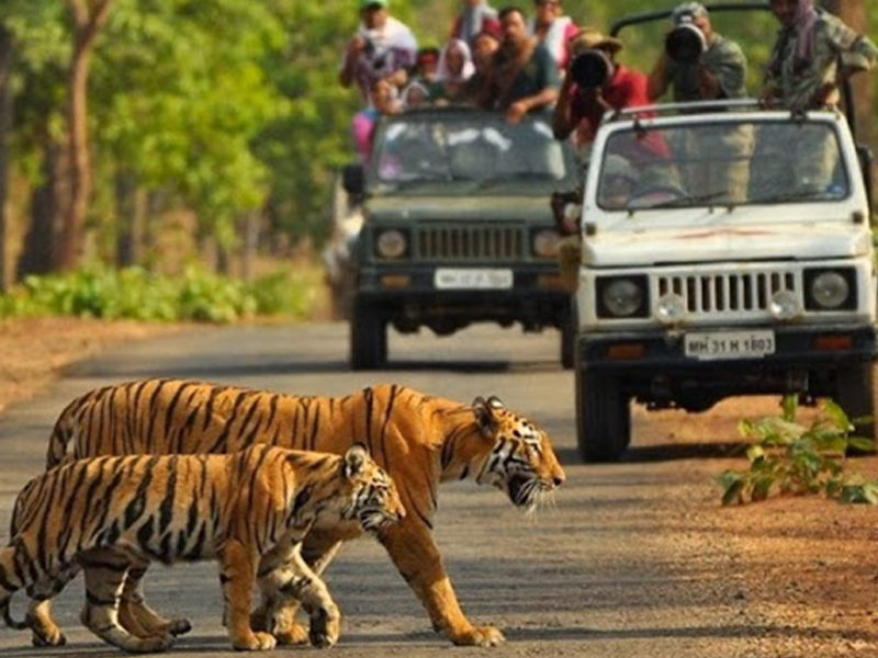 BANDHAVGARH TOUR PACKAGE