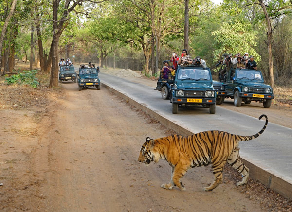 BANDHAVGARH TOUR PACKAGE