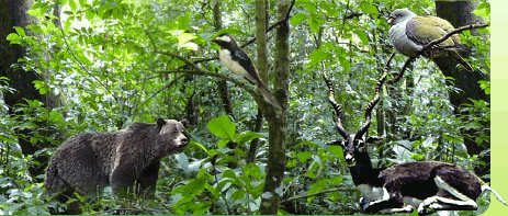 BANDHAVGARH TOUR PACKAGE