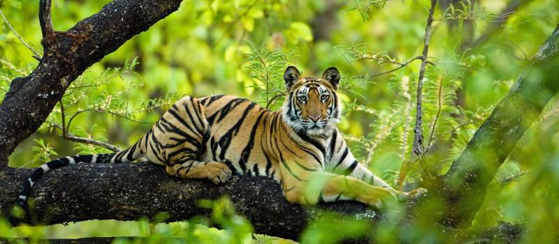 BANDHAVGARH TOUR PACKAGE