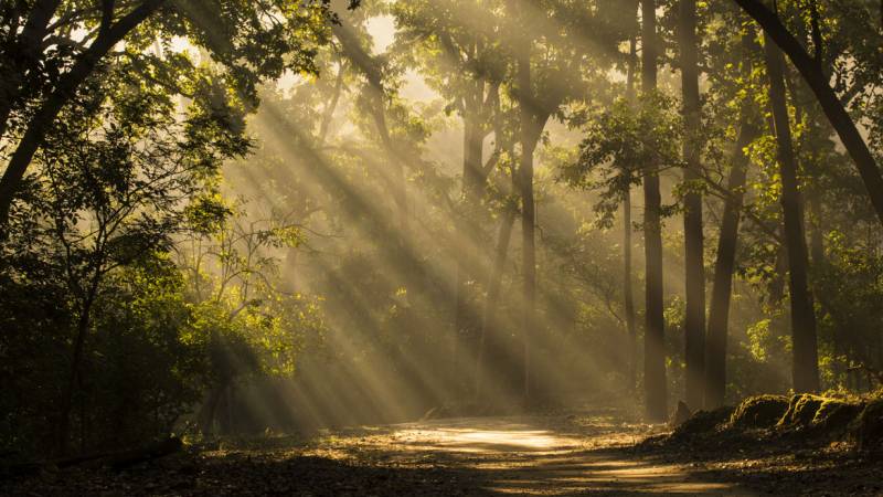 2 Night 3 Days New Year Jim Corbett Package