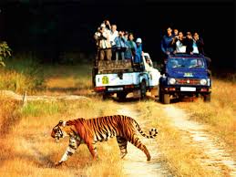 Jim Corbett National Park Tour