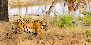 Pench Tour 3 Days