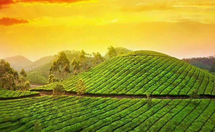 5 Nights 6 Days Munnar To Cochin Tour Package