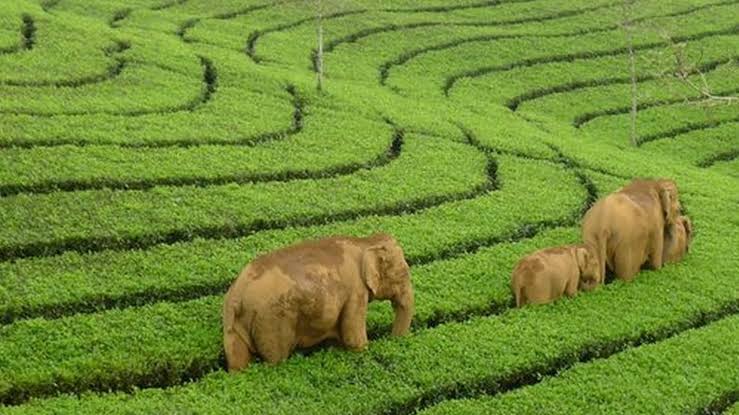 5 Nights 6 Days Munnar To Cochin Tour Package