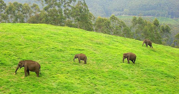 5 Nights 6 Days Munnar To Cochin Tour Package