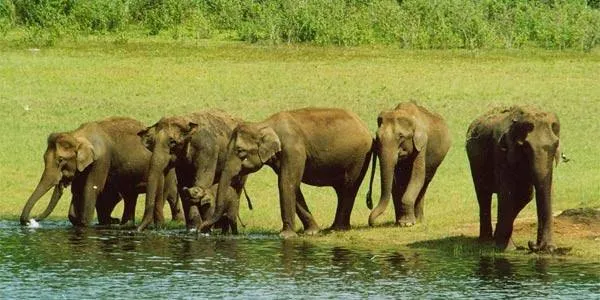 Kerela 4 night Honeymoon Package