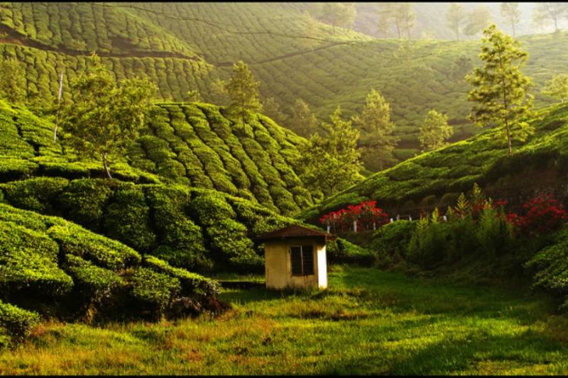 Munnar, Thekkady and Alleppey Premium Package for 5 Days