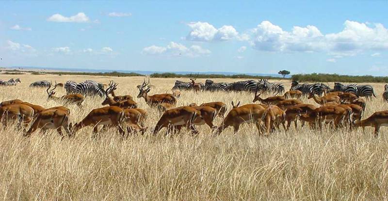 Kenya 5 Nights 6 Days
