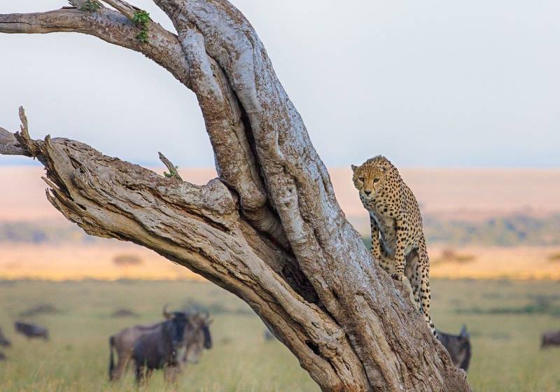 5 Days Kenyan Classic Safari: Naivasha & Masai Mara Wild Experience