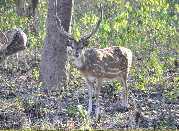JUNGLE SAFARI RISHIKESH TOUR