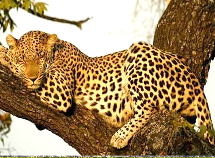 JUNGLE SAFARI RISHIKESH TOUR