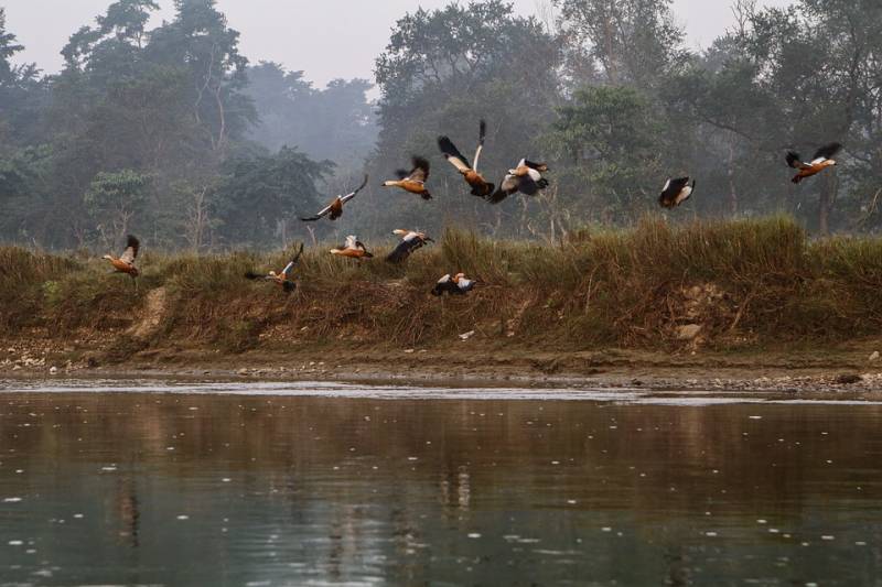 Chitwan Tour and Jungle Safari-2 Nights 3 Days