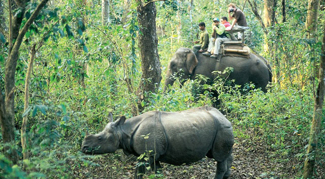 Chitwan Tour and Jungle Safari-2 Nights 3 Days