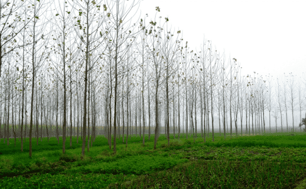 Romantic Mussoorie Tour Package 3 Days & 2 Nights