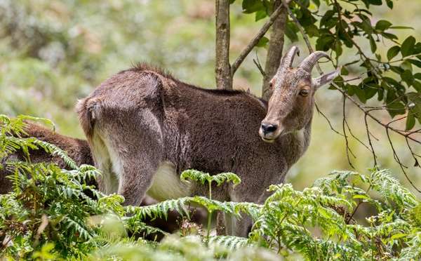 Charismatic Kochi Tour Package 4 Days & 3 Nights