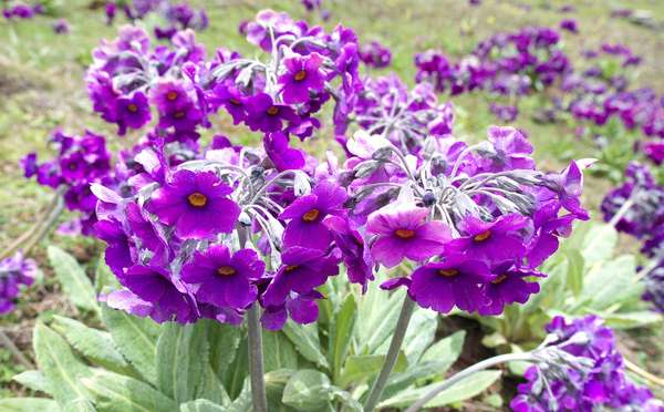 Exotic Sikkim Tour Packages for a Mesmerising Holiday 8 Days & 7 Nights