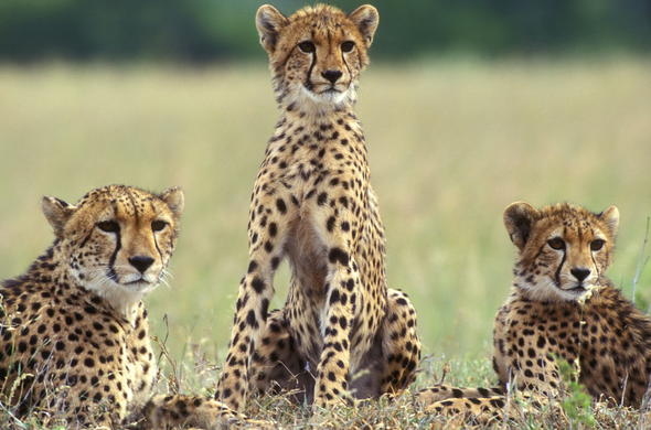 Wild Wonders 3 Day Masai Mara Adventure Safari Africa Kenya Tour
