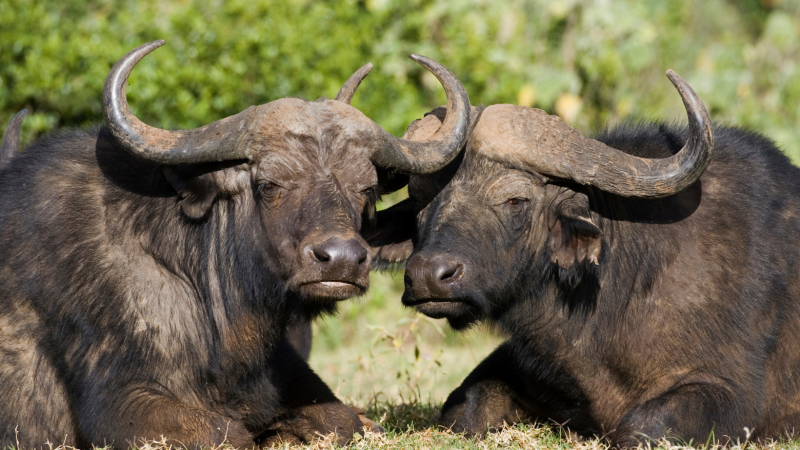 Wild Wonders 3 Day Masai Mara Adventure Safari Africa Kenya Tour