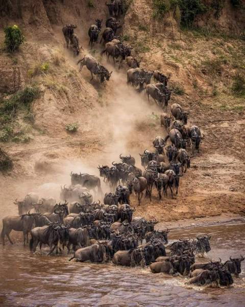 Wild Wonders 3 Day Masai Mara Adventure Safari Africa Kenya Tour