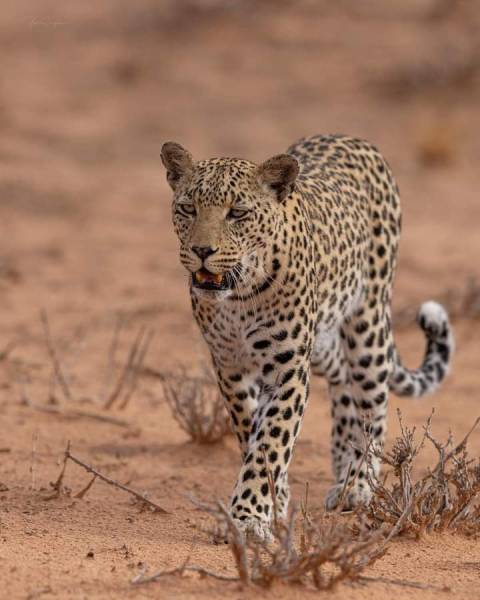 Wild Wonders 3 Day Masai Mara Adventure Safari Africa Kenya Tour