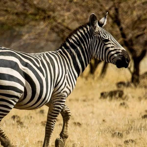 Wild Wonders 3 Day Masai Mara Adventure Safari Africa Kenya Tour