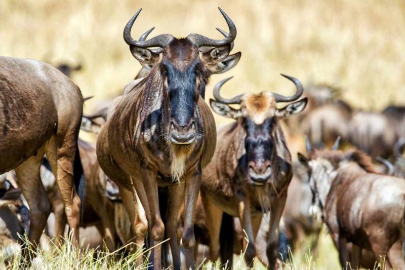 Wild Wonders 3 Day Masai Mara Adventure Safari Africa Kenya Tour