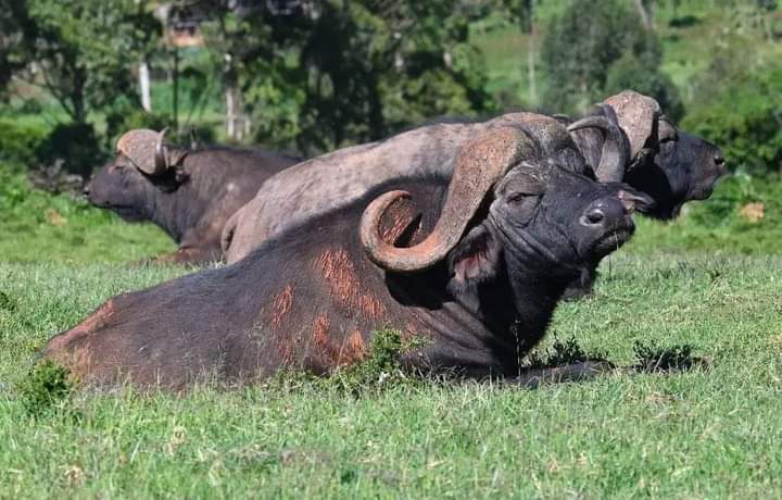 Kenyas Wild Heart A 5-Day Journey Through Buffalo Springs- Samburu - Ol Pejeta